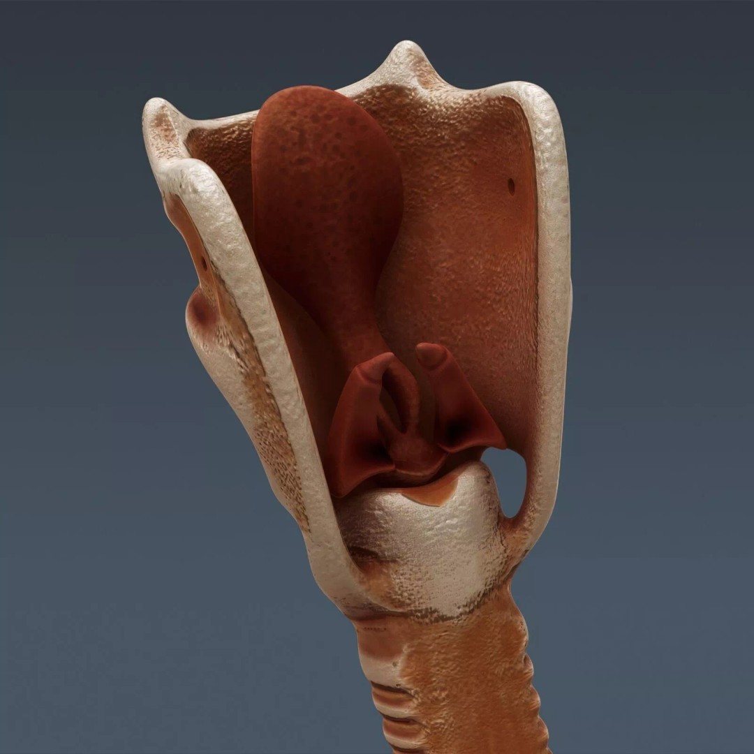 Human Female Internal Organs 3D Model – Anatomically Accurate, PBR Textured - View 24