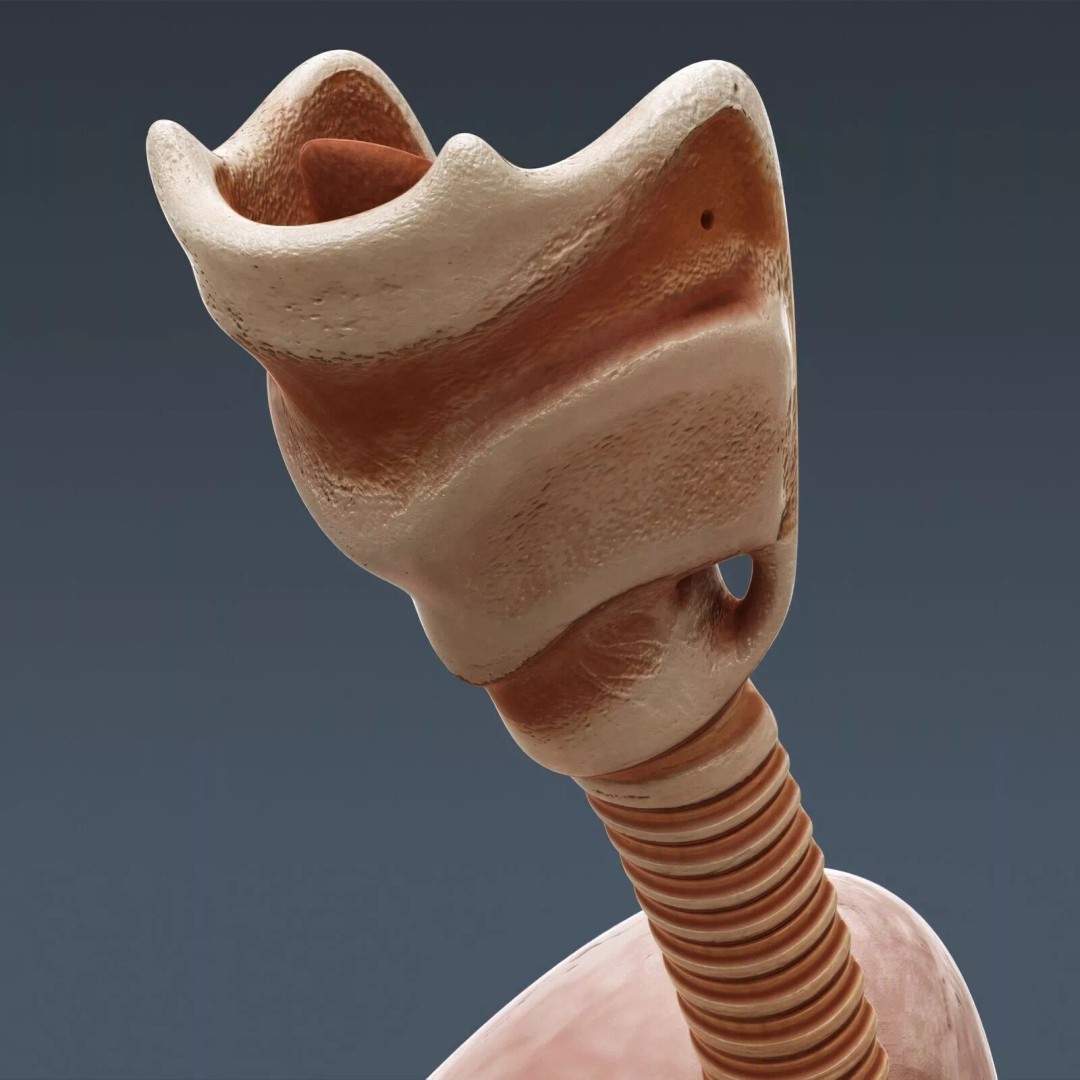 Human Female Internal Organs 3D Model – Anatomically Accurate, PBR Textured - View 25