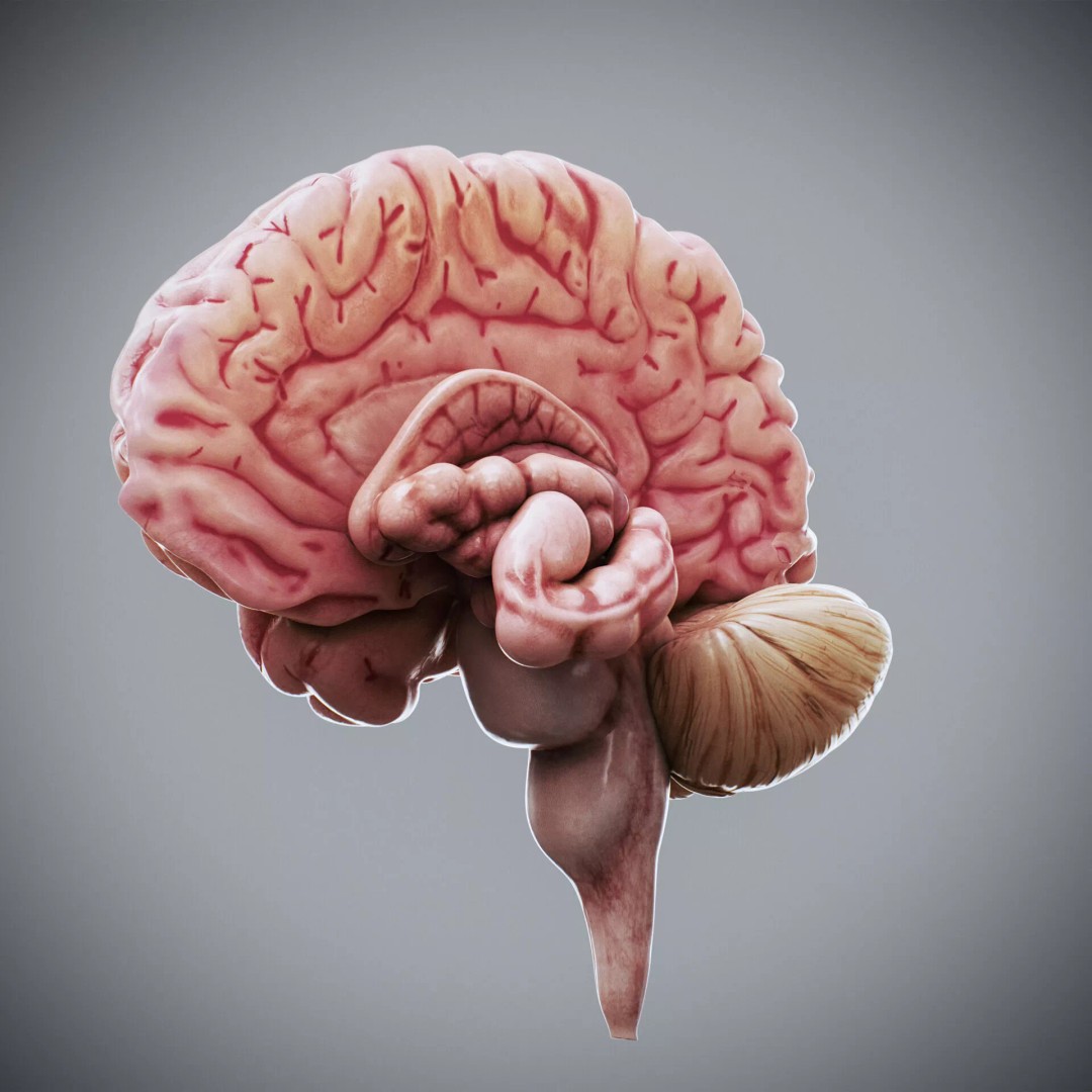 Human Female Internal Organs 3D Model – Anatomically Accurate, PBR Textured - View 26