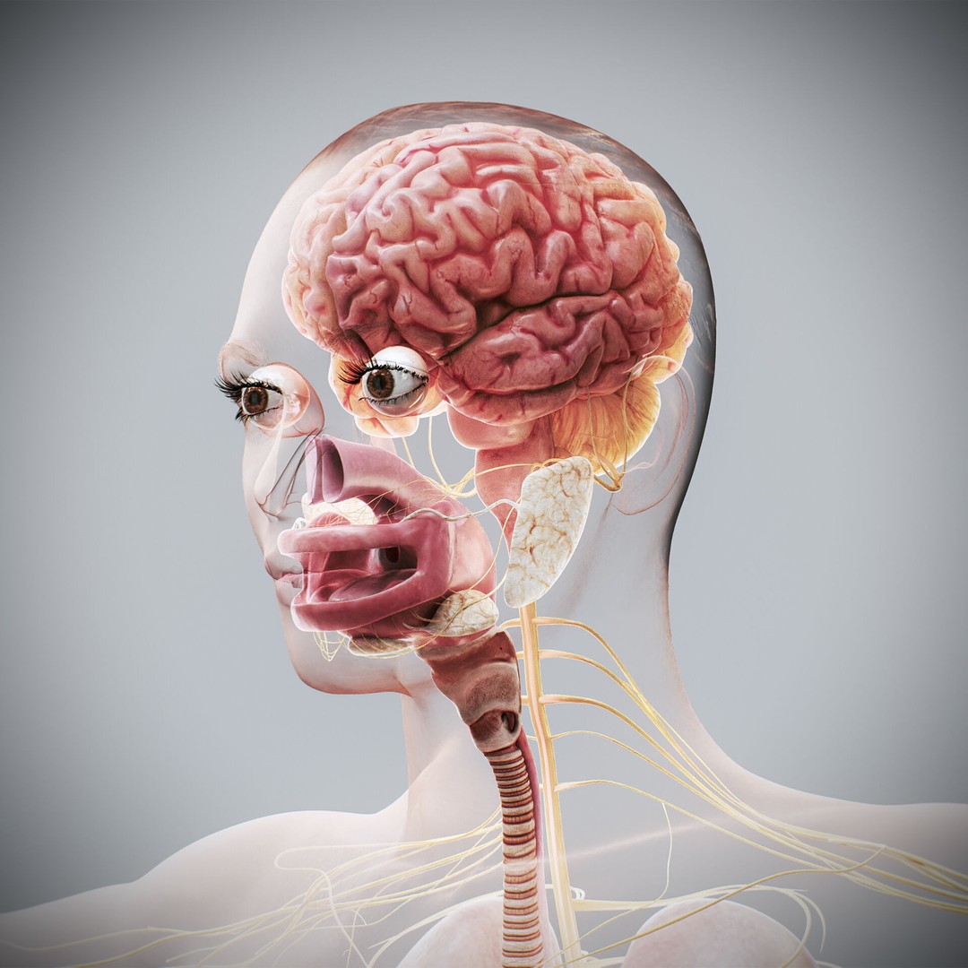 Human Female Internal Organs 3D Model – Anatomically Accurate, PBR Textured - View 3