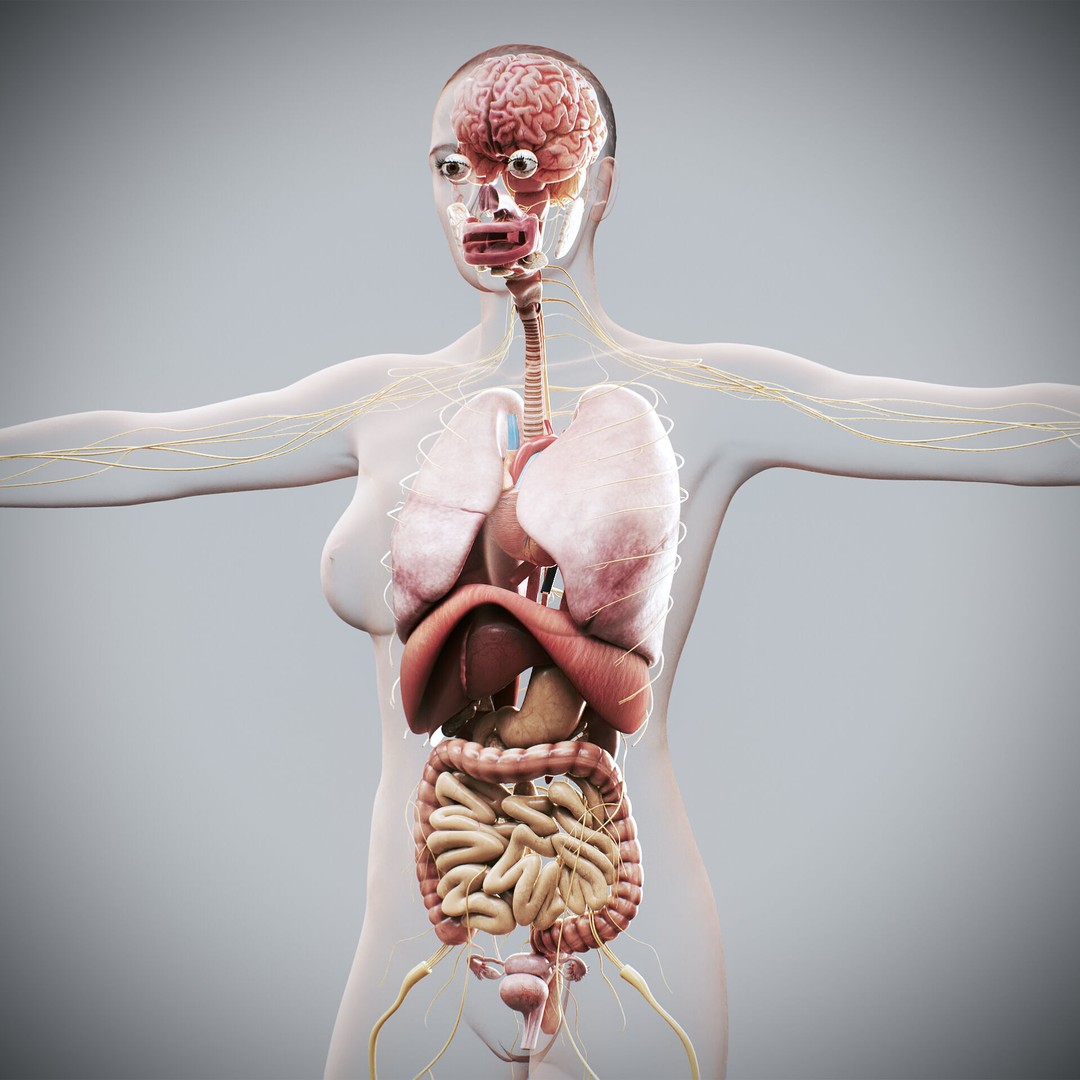 Human Female Internal Organs 3D Model – Anatomically Accurate, PBR Textured - View 4