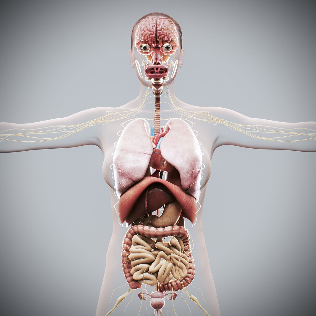Human Female Internal Organs 3D Model – Anatomically Accurate, PBR Textured - View 5