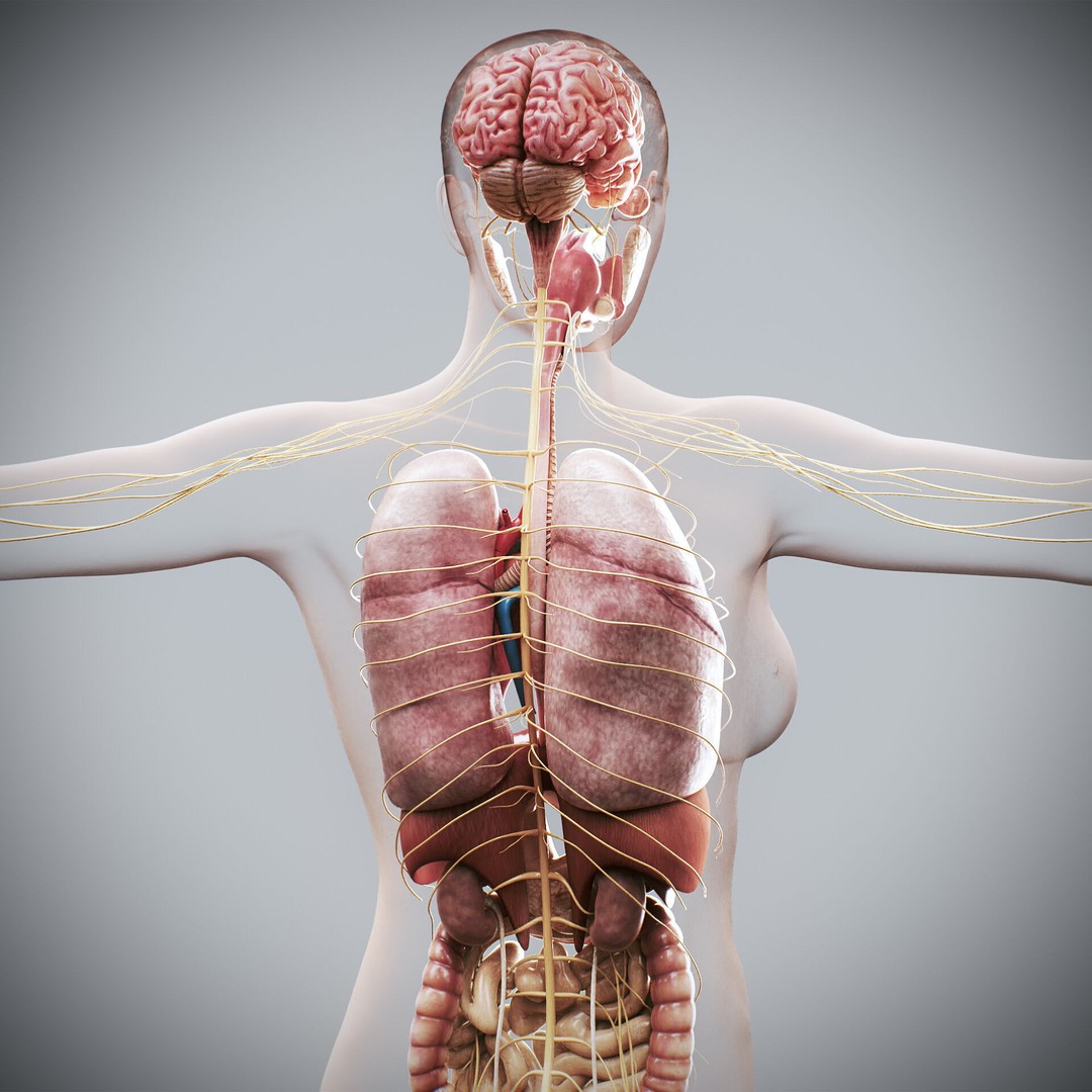 Human Female Internal Organs 3D Model – Anatomically Accurate, PBR Textured - View 6
