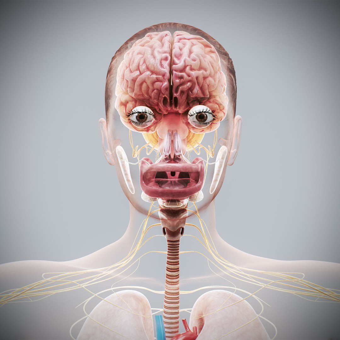 Human Female Internal Organs 3D Model – Anatomically Accurate, PBR Textured - View 7