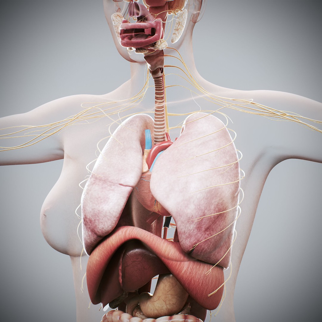 Human Female Internal Organs 3D Model – Anatomically Accurate, PBR Textured - View 8