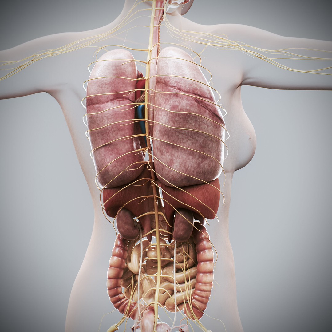 Human Female Internal Organs 3D Model – Anatomically Accurate, PBR Textured - View 9