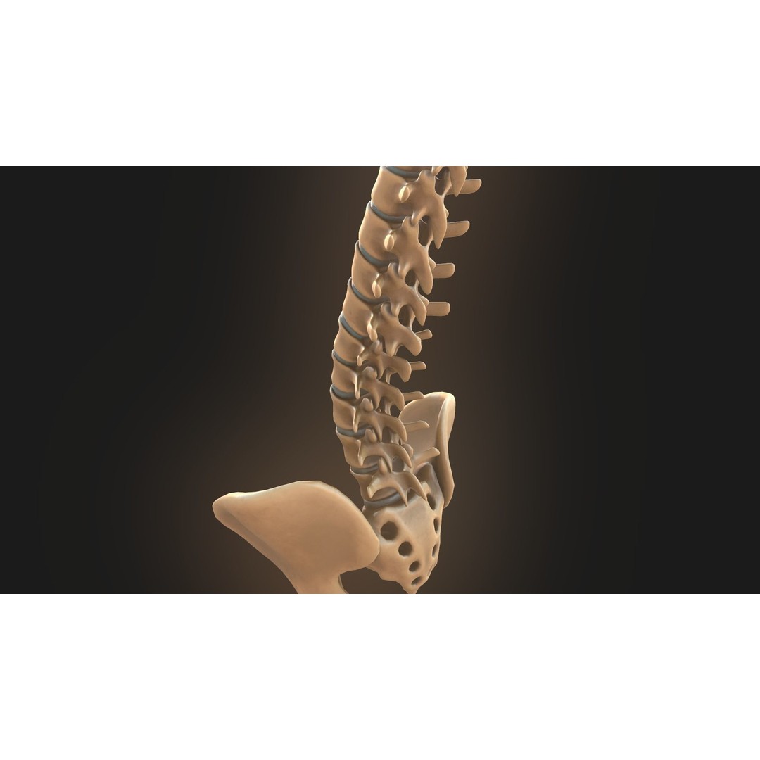 Spine Anatomy 3D Model – Realistic Medical Asset, PBR, OBJ, FBX