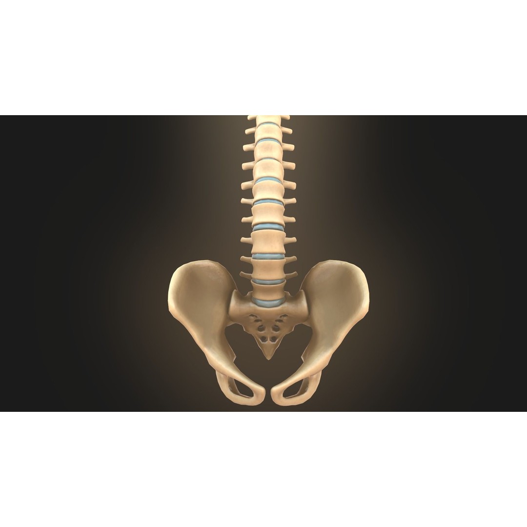 Spine Anatomy 3D Model – Realistic Medical Asset, PBR, OBJ, FBX - View 10