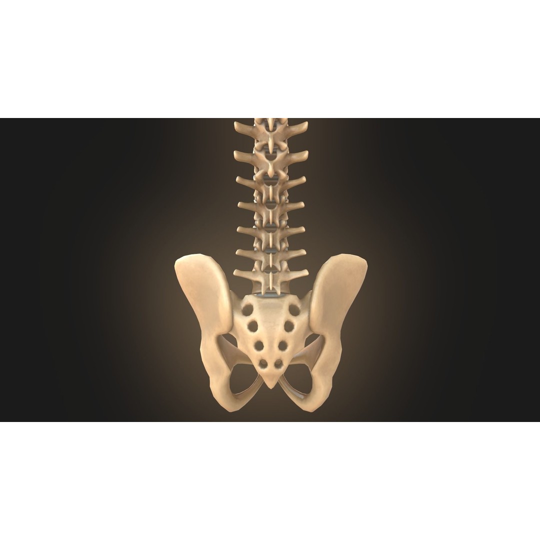 Spine Anatomy 3D Model – Realistic Medical Asset, PBR, OBJ, FBX - View 11