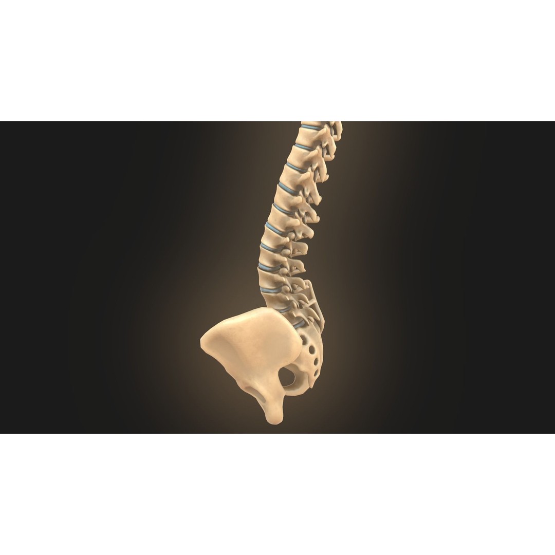 Spine Anatomy 3D Model – Realistic Medical Asset, PBR, OBJ, FBX - View 12