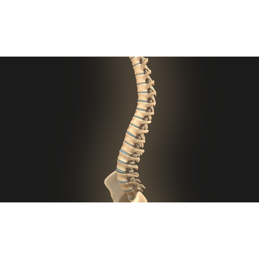 Spine Anatomy 3D Model – Realistic Medical Asset, PBR, OBJ, FBX - View 13
