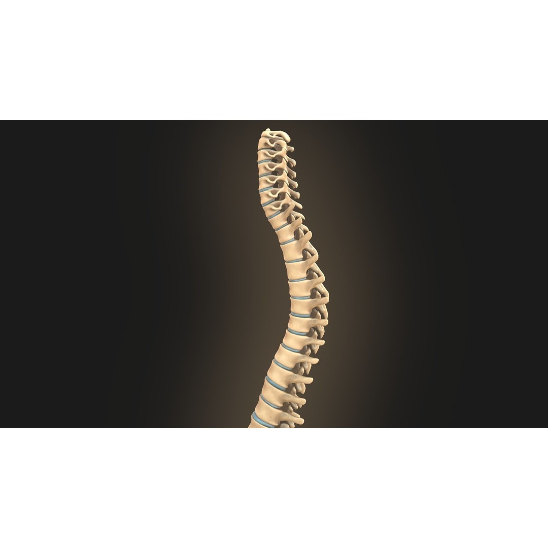 Spine Anatomy 3D Model – Realistic Medical Asset, PBR, OBJ, FBX - View 14