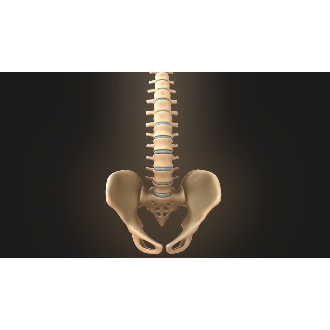 Spine Anatomy 3D Model – Realistic Medical Asset, PBR, OBJ, FBX - View 15
