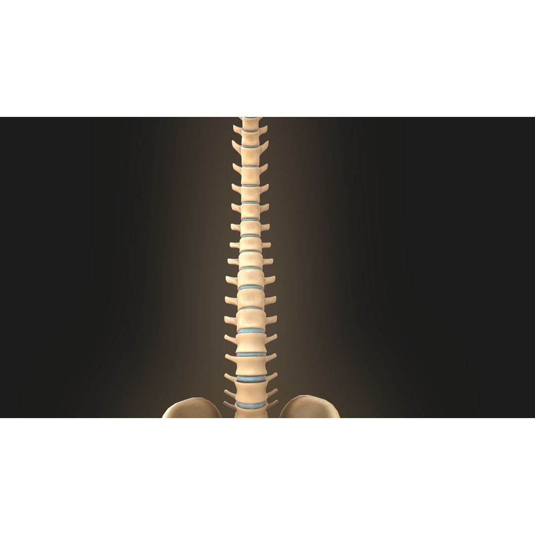 Spine Anatomy 3D Model – Realistic Medical Asset, PBR, OBJ, FBX - View 16