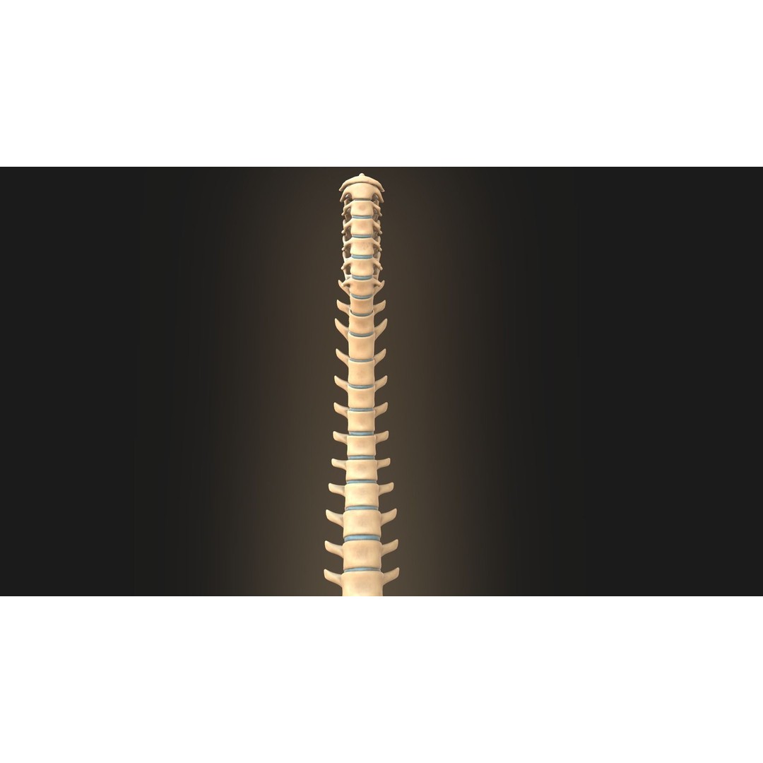 Spine Anatomy 3D Model – Realistic Medical Asset, PBR, OBJ, FBX - View 17