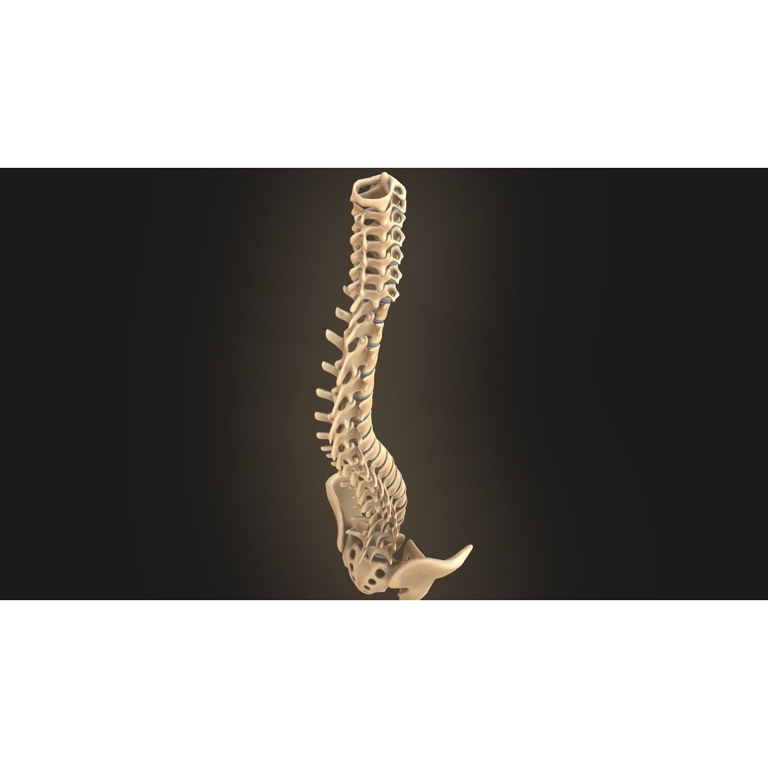 Spine Anatomy 3D Model – Realistic Medical Asset, PBR, OBJ, FBX - View 18