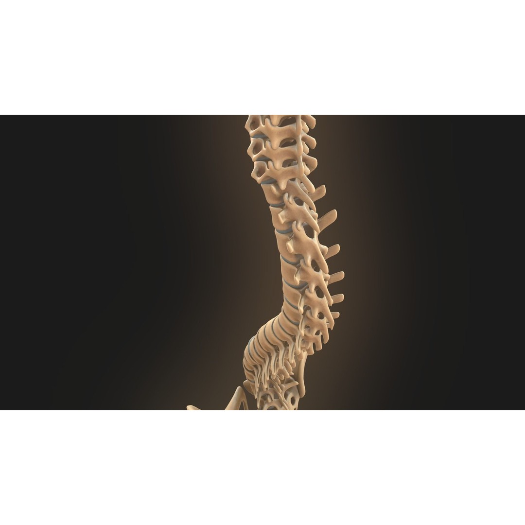 Spine Anatomy 3D Model – Realistic Medical Asset, PBR, OBJ, FBX - View 19