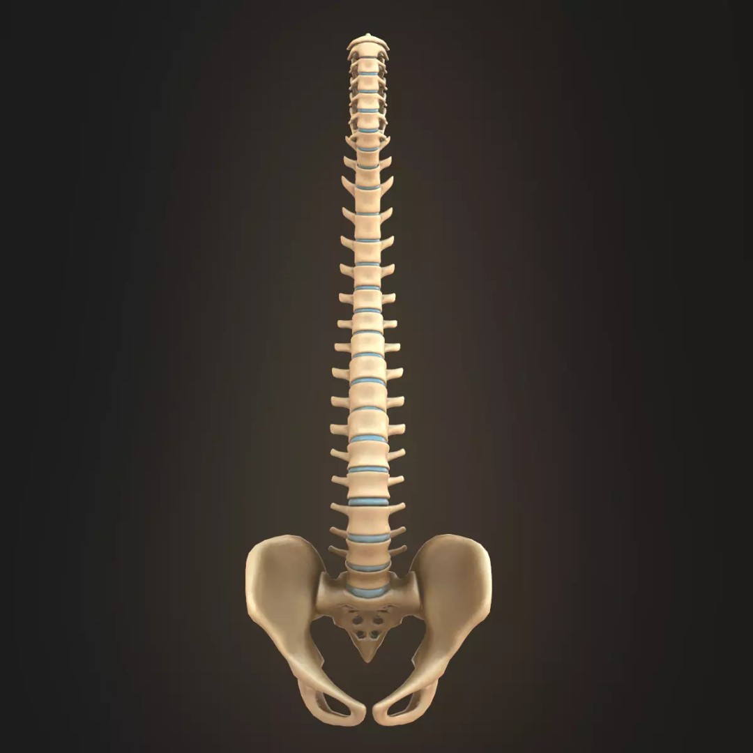 Spine Anatomy 3D Model – Realistic Medical Asset, PBR, OBJ, FBX - View 2