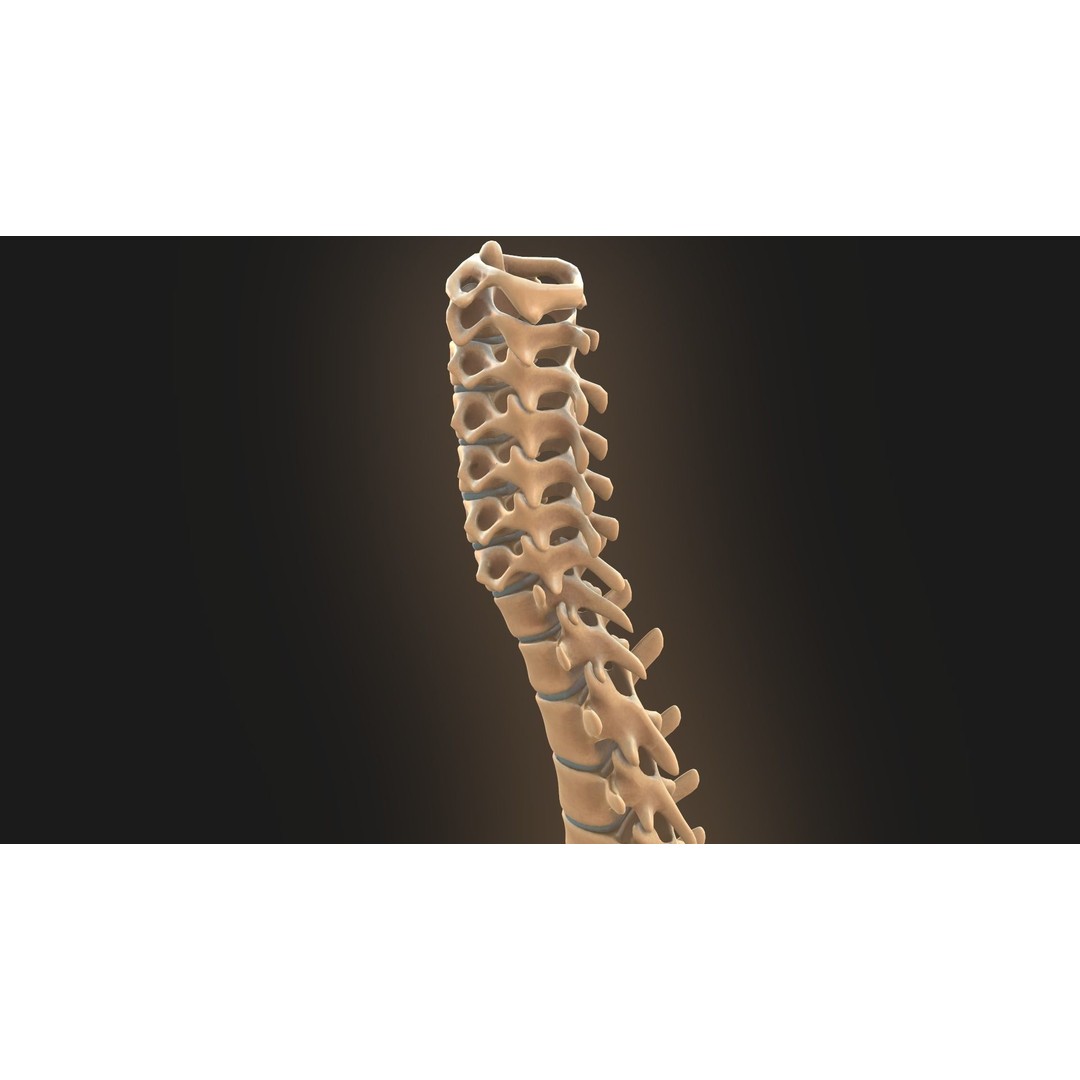 Spine Anatomy 3D Model – Realistic Medical Asset, PBR, OBJ, FBX - View 20