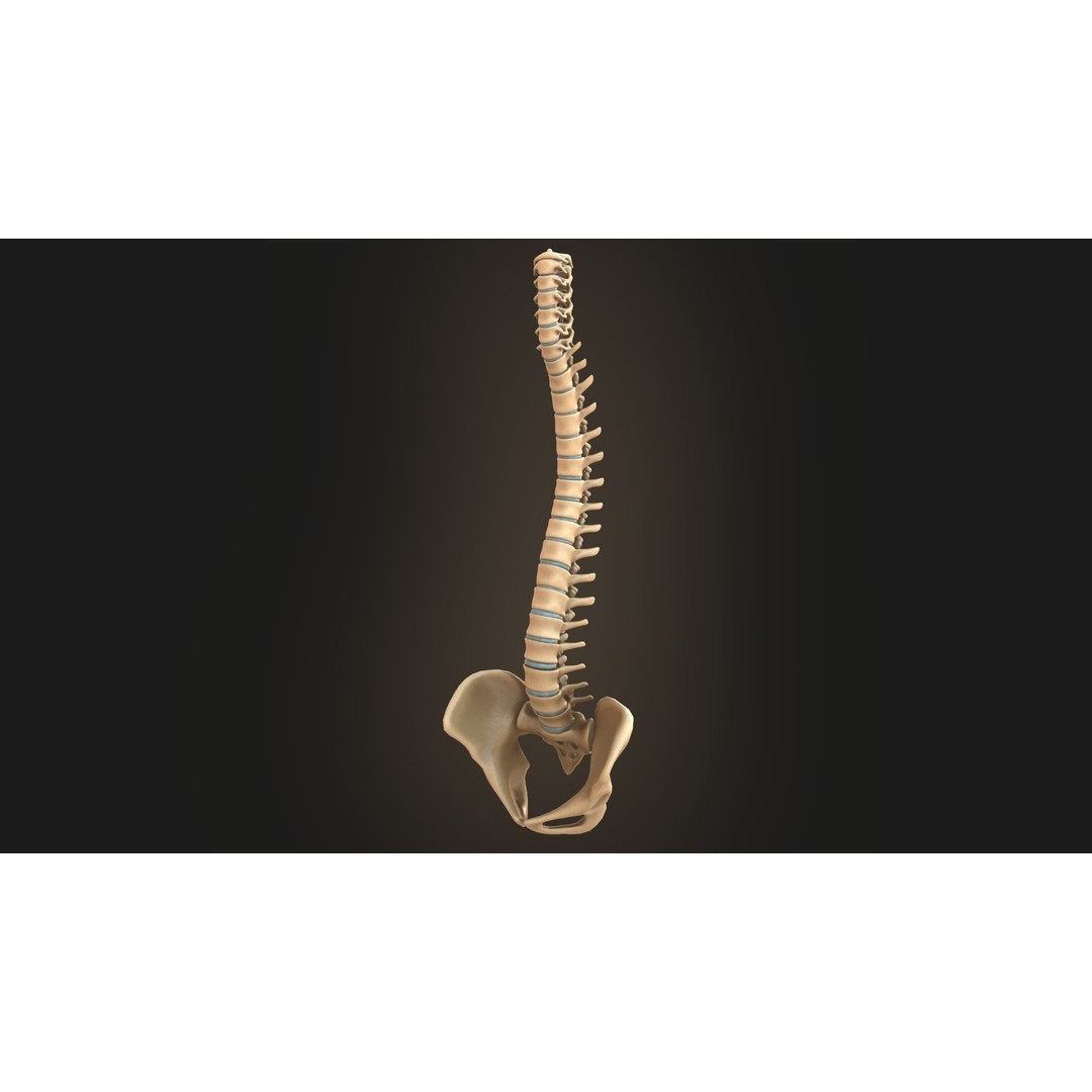 Spine Anatomy 3D Model – Realistic Medical Asset, PBR, OBJ, FBX - View 3