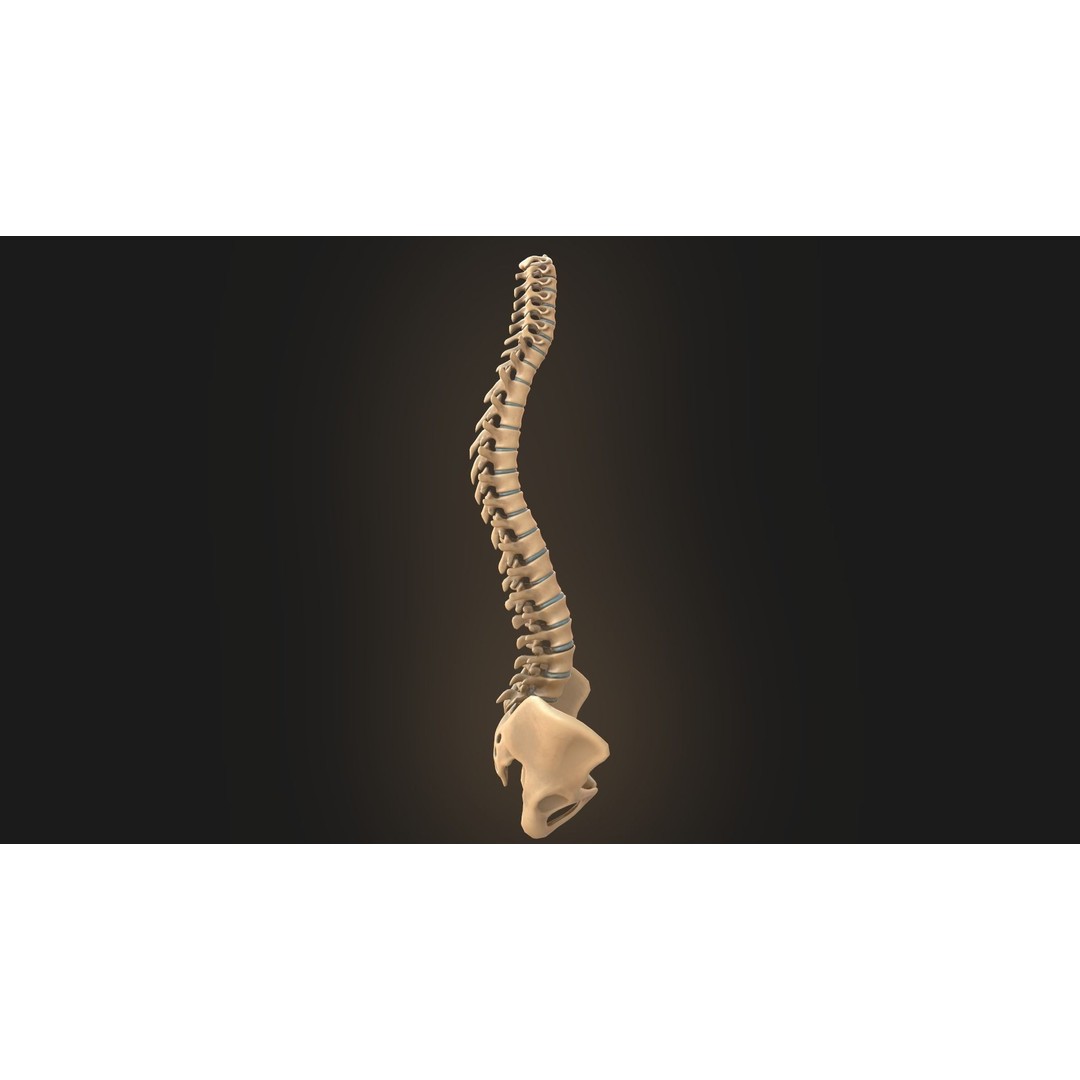Spine Anatomy 3D Model – Realistic Medical Asset, PBR, OBJ, FBX - View 4