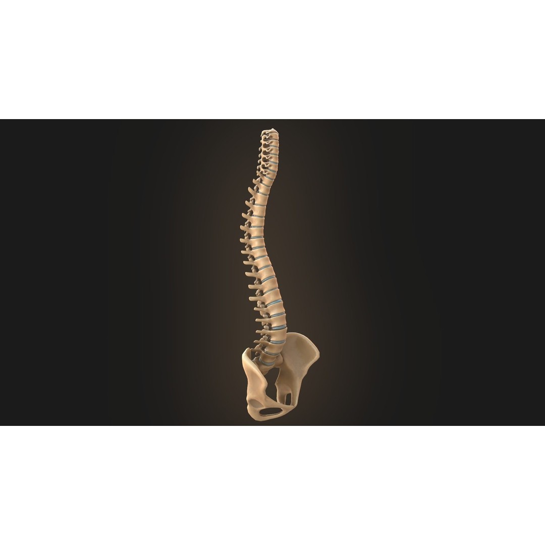 Spine Anatomy 3D Model – Realistic Medical Asset, PBR, OBJ, FBX - View 5