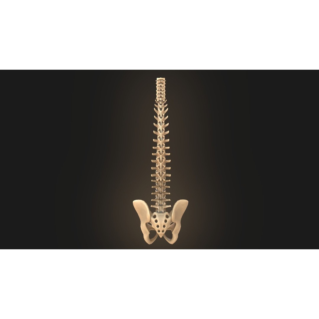 Spine Anatomy 3D Model – Realistic Medical Asset, PBR, OBJ, FBX - View 6