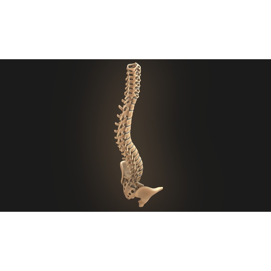 Spine Anatomy 3D Model – Realistic Medical Asset, PBR, OBJ, FBX - View 7