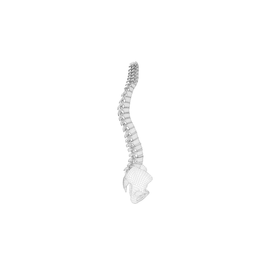 Spine Anatomy 3D Model – Realistic Medical Asset, PBR, OBJ, FBX - View 8