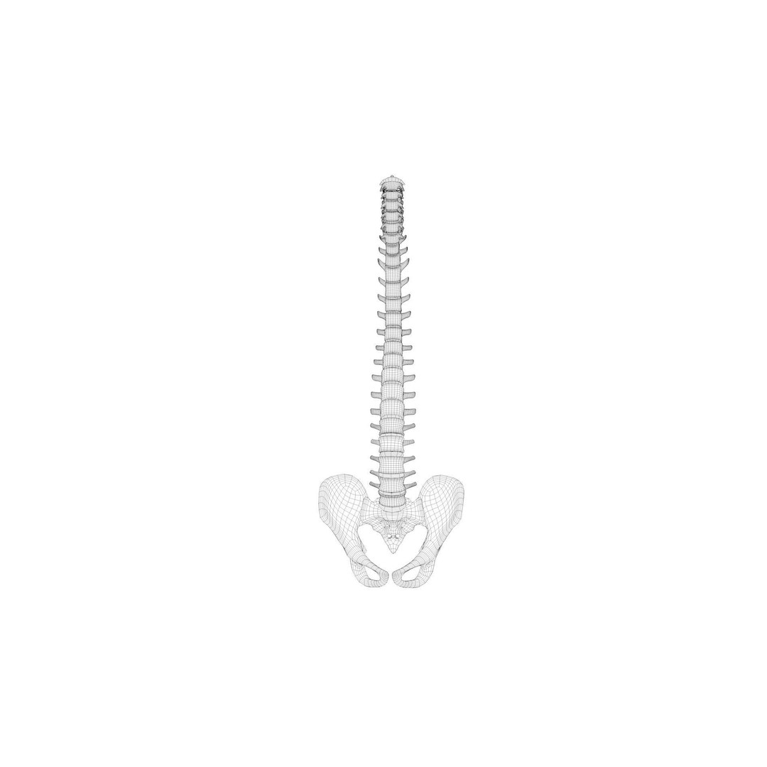 Spine Anatomy 3D Model – Realistic Medical Asset, PBR, OBJ, FBX - View 9