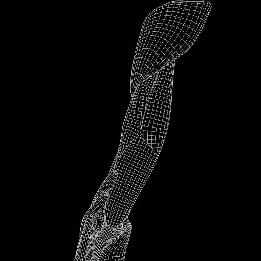 Arm Anatomy 3D Model – Realistic Bone Muscle Hand, FBX, OBJ