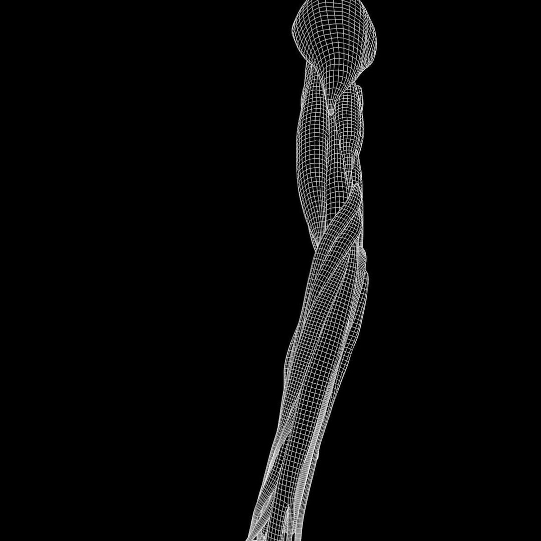 Arm Anatomy 3D Model – Realistic Bone Muscle Hand, FBX, OBJ - View 11