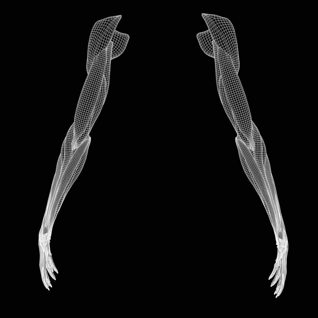 Arm Anatomy 3D Model – Realistic Bone Muscle Hand, FBX, OBJ - View 12