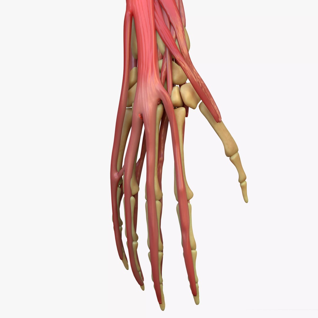 Arm Anatomy 3D Model – Realistic Bone Muscle Hand, FBX, OBJ - View 2