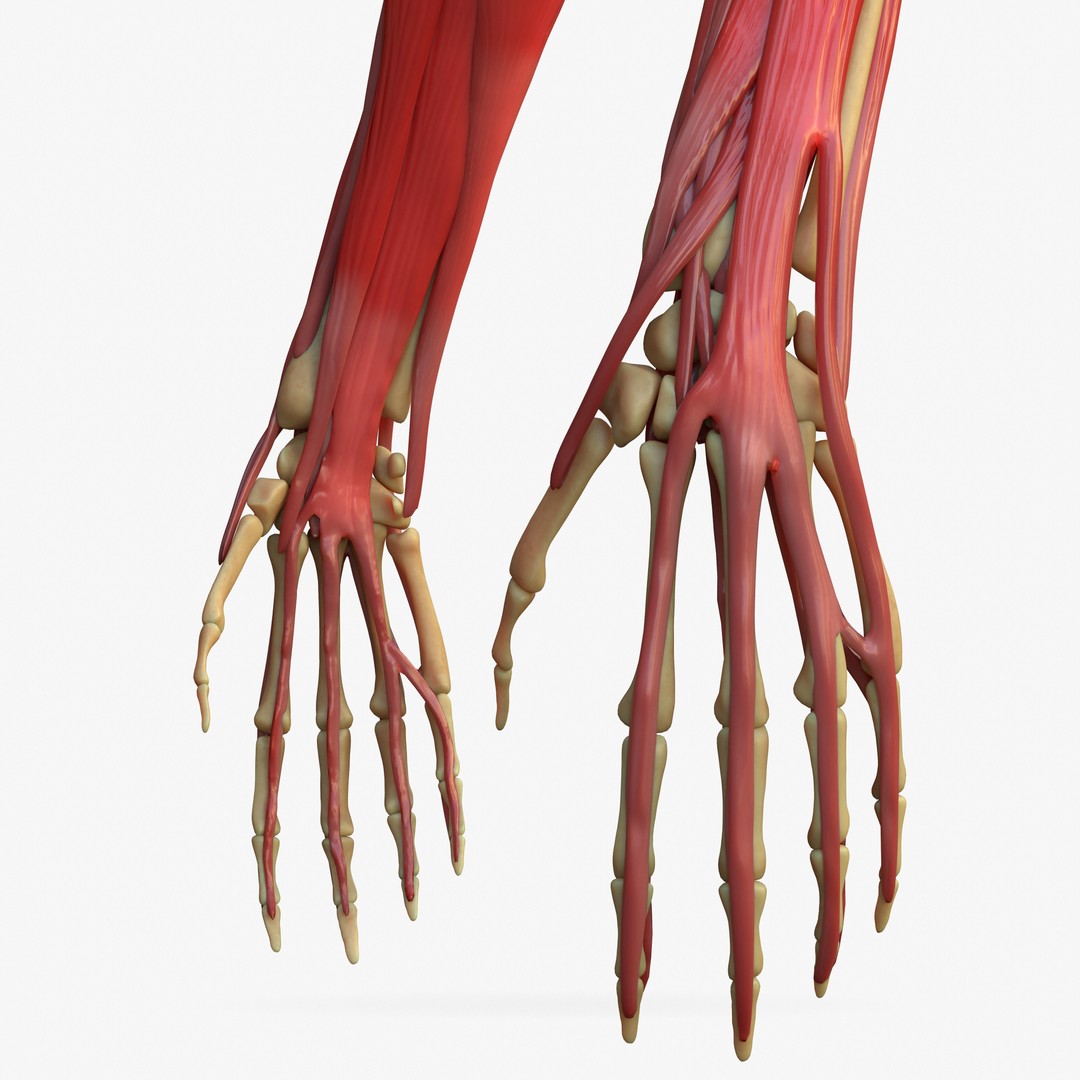 Arm Anatomy 3D Model – Realistic Bone Muscle Hand, FBX, OBJ - View 3