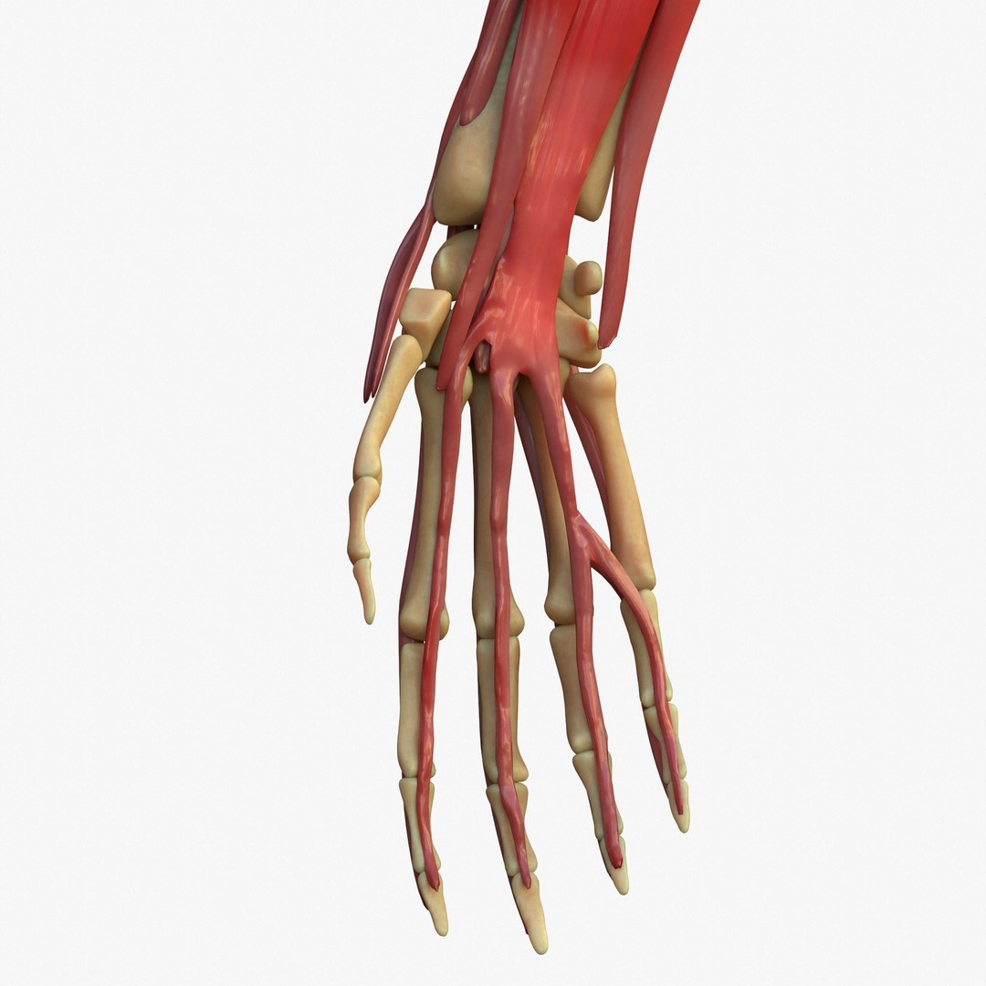 Arm Anatomy 3D Model – Realistic Bone Muscle Hand, FBX, OBJ - View 4