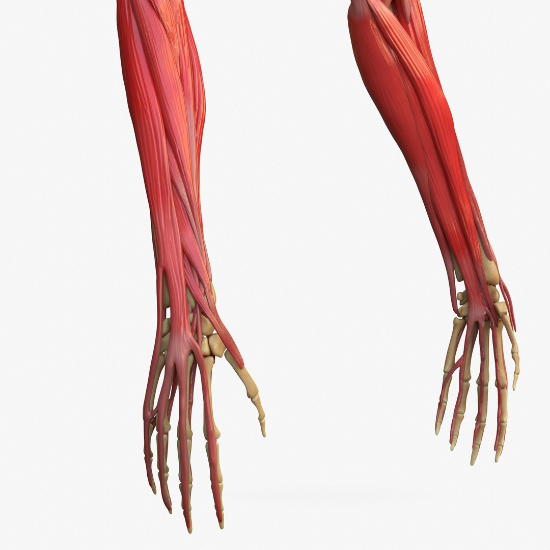 Arm Anatomy 3D Model – Realistic Bone Muscle Hand, FBX, OBJ - View 5