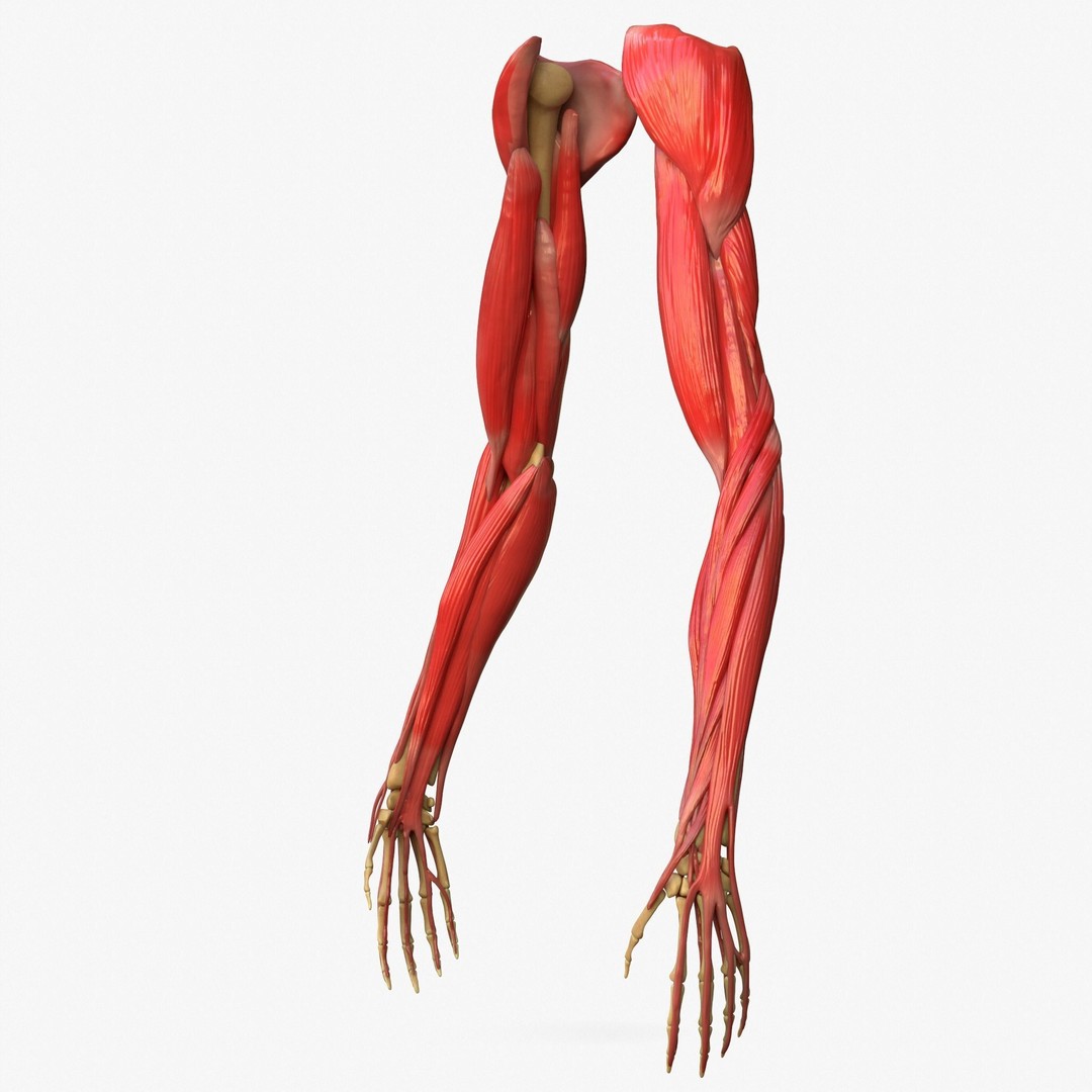 Arm Anatomy 3D Model – Realistic Bone Muscle Hand, FBX, OBJ - View 6