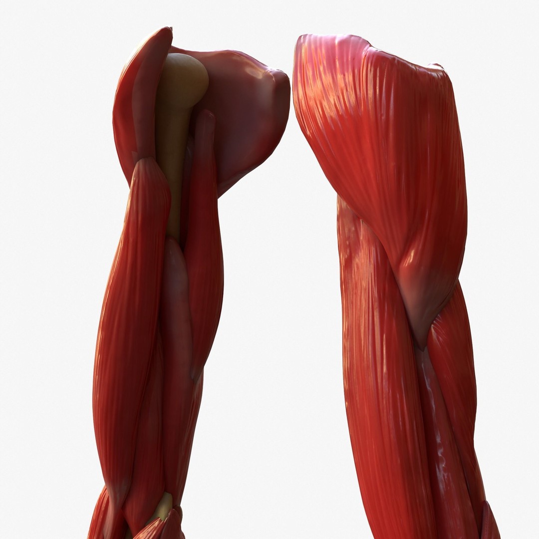 Arm Anatomy 3D Model – Realistic Bone Muscle Hand, FBX, OBJ - View 7