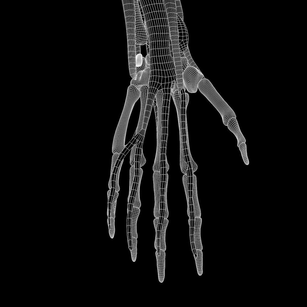Arm Anatomy 3D Model – Realistic Bone Muscle Hand, FBX, OBJ - View 8