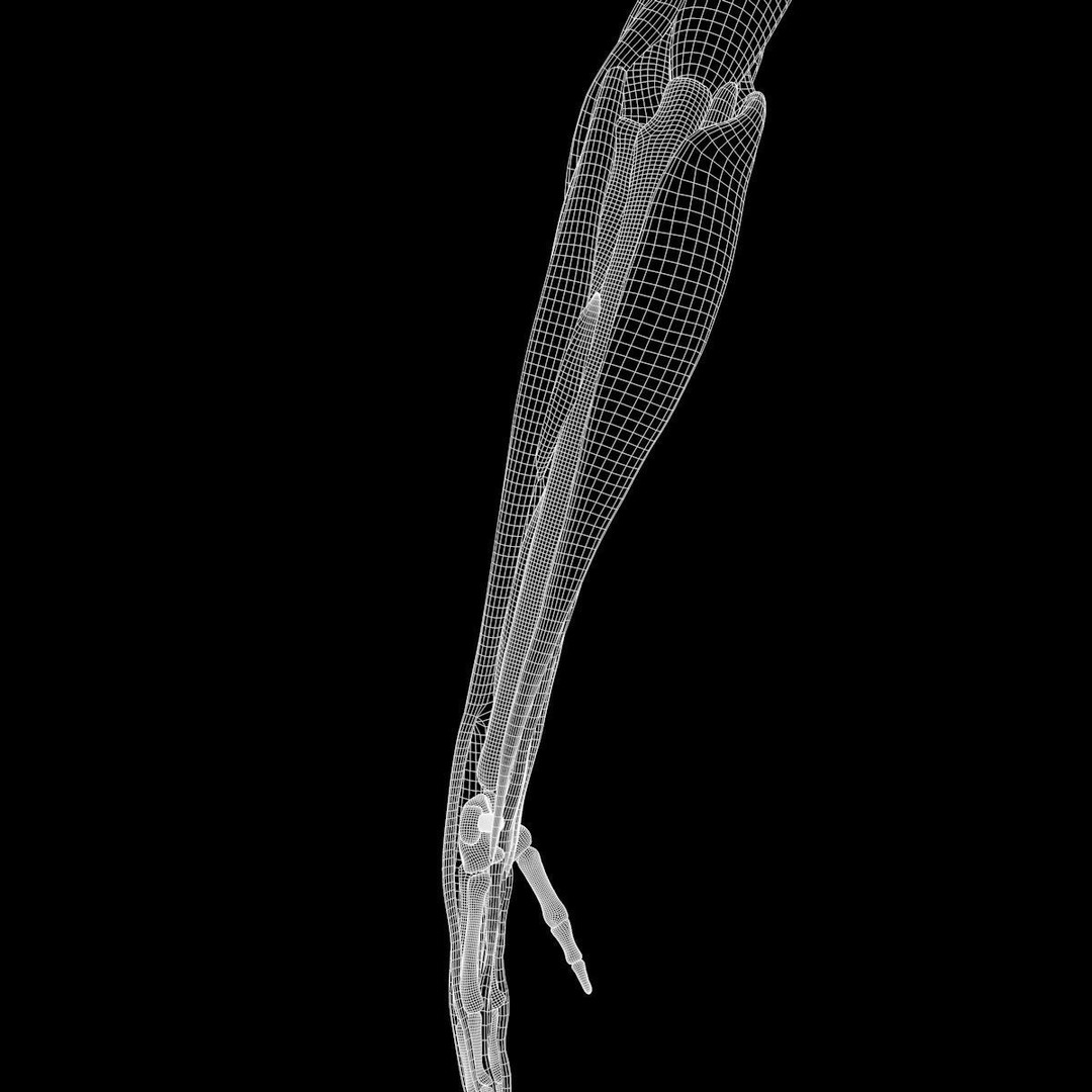 Arm Anatomy 3D Model – Realistic Bone Muscle Hand, FBX, OBJ - View 9