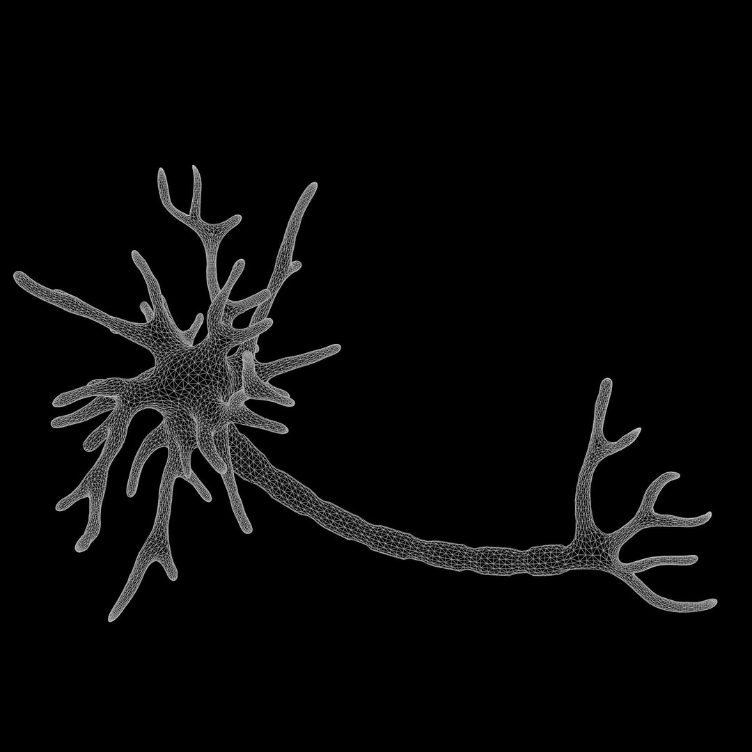Human Neuron 3D Model – Realistic Scientific Asset, FBX, OBJ