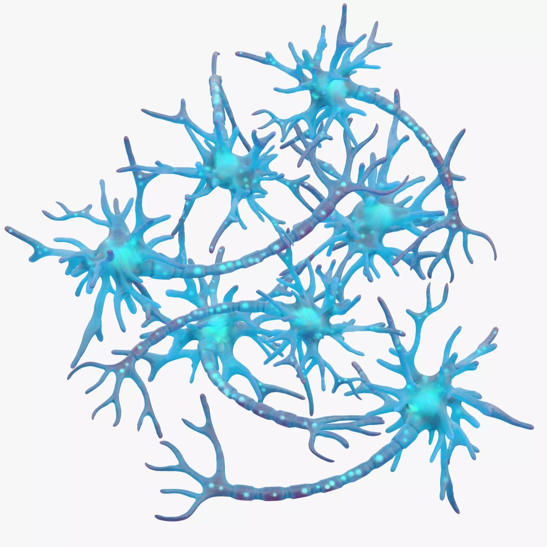 Human Neuron 3D Model – Realistic Scientific Asset, FBX, OBJ - View 2