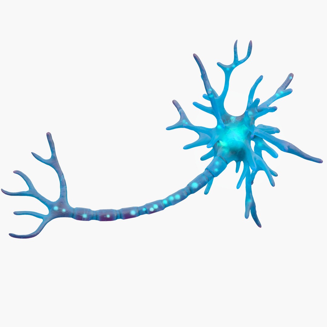 Human Neuron 3D Model – Realistic Scientific Asset, FBX, OBJ - View 3