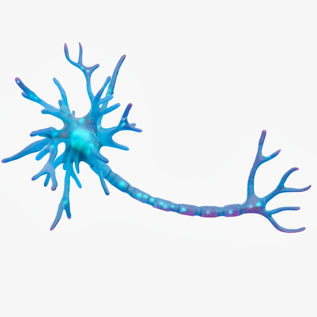 Human Neuron 3D Model – Realistic Scientific Asset, FBX, OBJ - View 4
