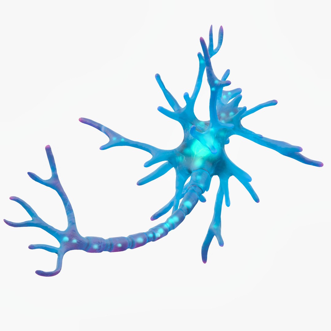 Human Neuron 3D Model – Realistic Scientific Asset, FBX, OBJ - View 5