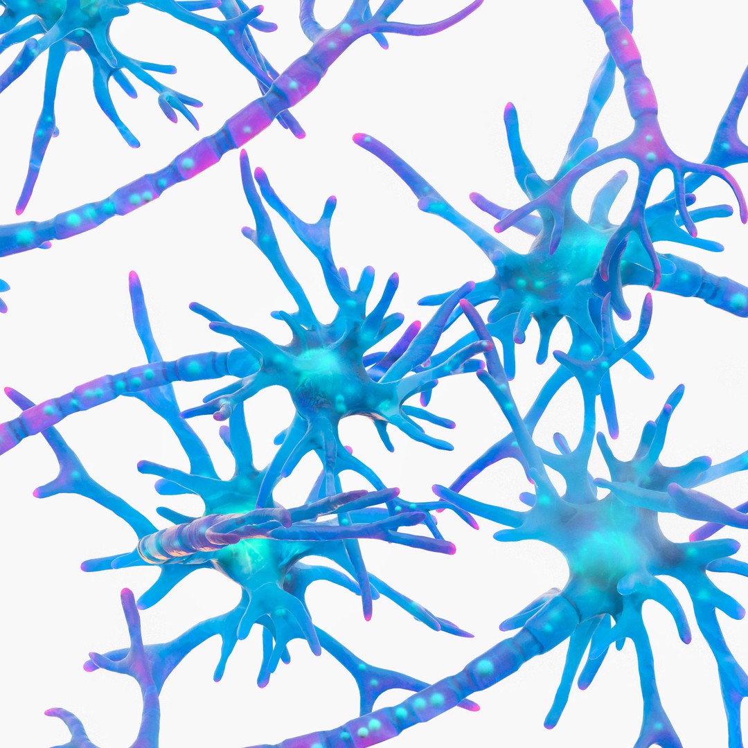 Human Neuron 3D Model – Realistic Scientific Asset, FBX, OBJ - View 6