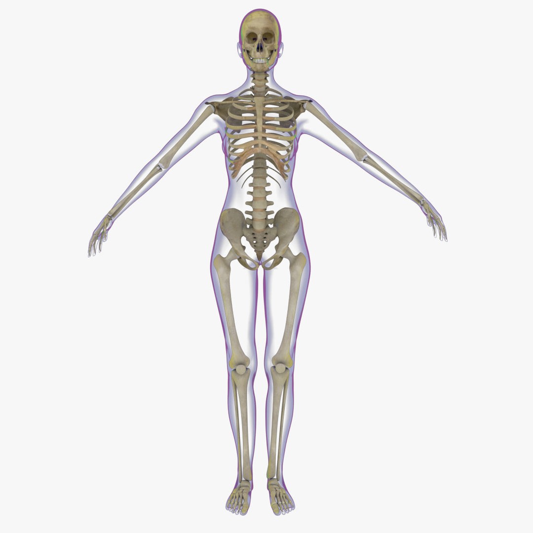Full Female Skeleton 3D Model – Rigged X-Ray Character, Blender, FBX
