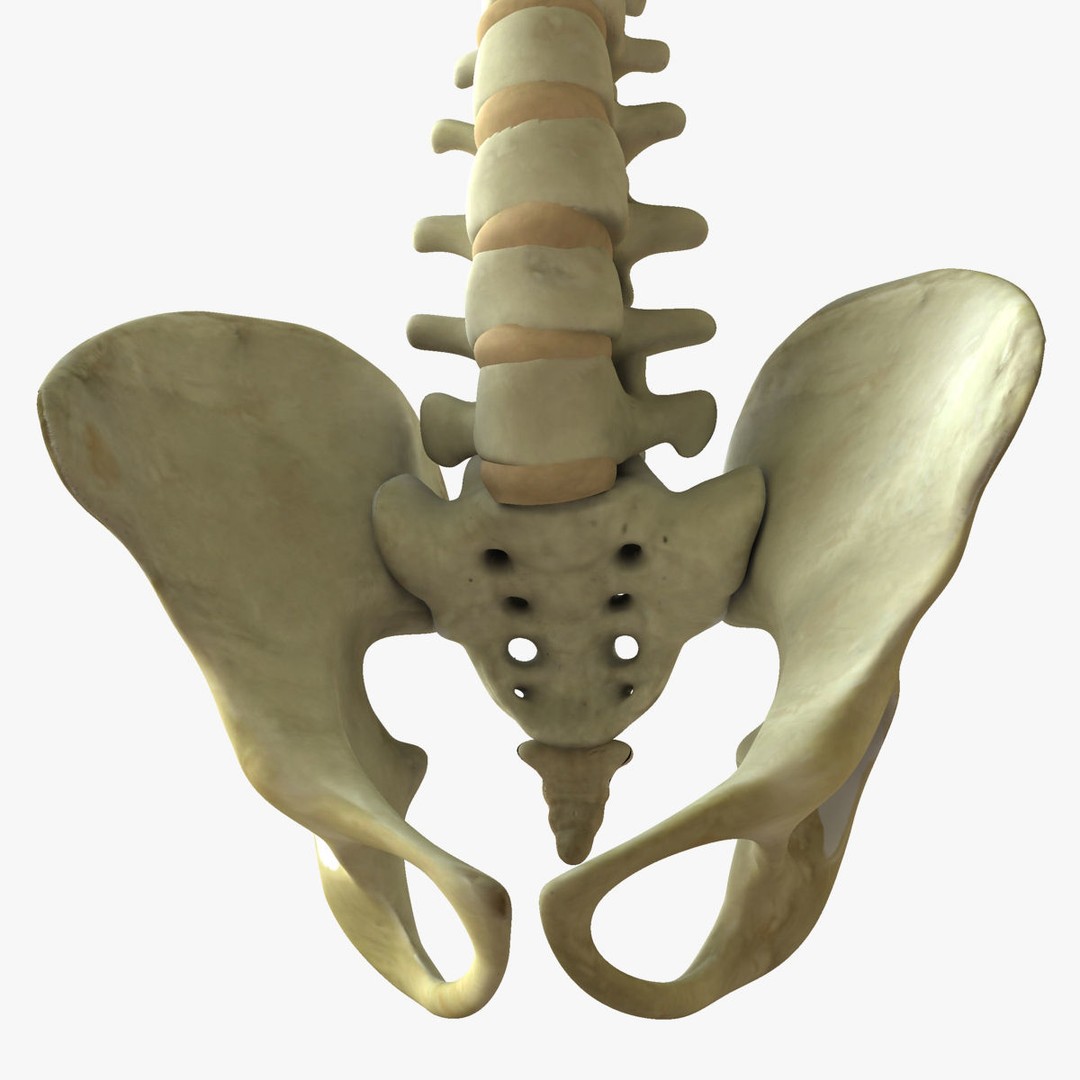 Full Female Skeleton 3D Model – Rigged X-Ray Character, Blender, FBX - View 10