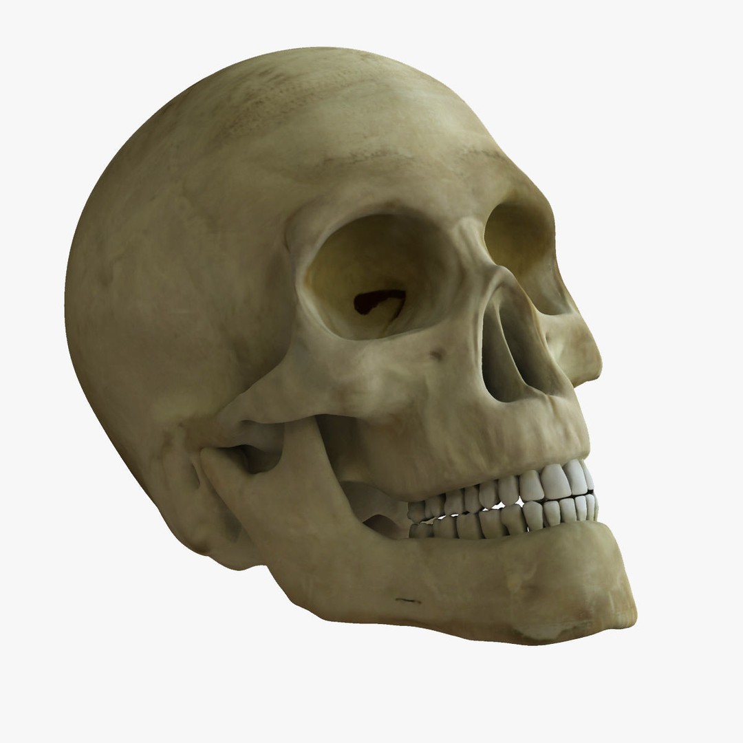 Full Female Skeleton 3D Model – Rigged X-Ray Character, Blender, FBX - View 11